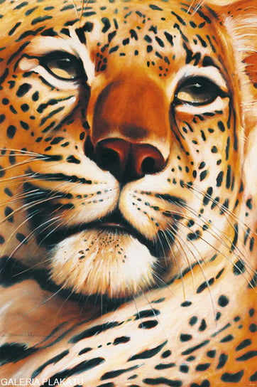 Plakat, Gepard - Leopard, 61x91,5 cm reinders