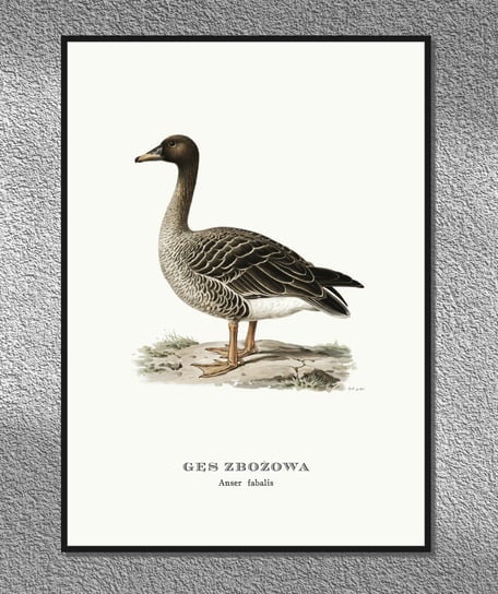 Plakat Gęś zbożowa, ptaki Polski, grafika ze starego atlasu ptaków 30x40 (A3) / DodoPrint Dodoprint