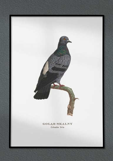 Plakat Gołąb, ptaki Polski, grafika ze starego atlasu ptaków 21x30 cm (A4) / DodoPrint Dodoprint