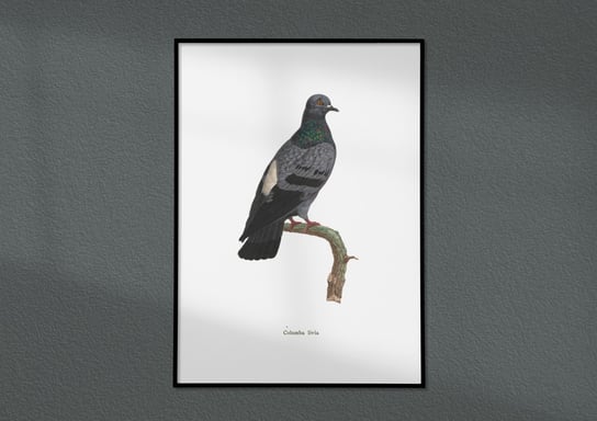 Plakat Gołąb, ptaki Polski, grafika ze starego atlasu ptaków 30x40 (A3) / DodoPrint Dodoprint