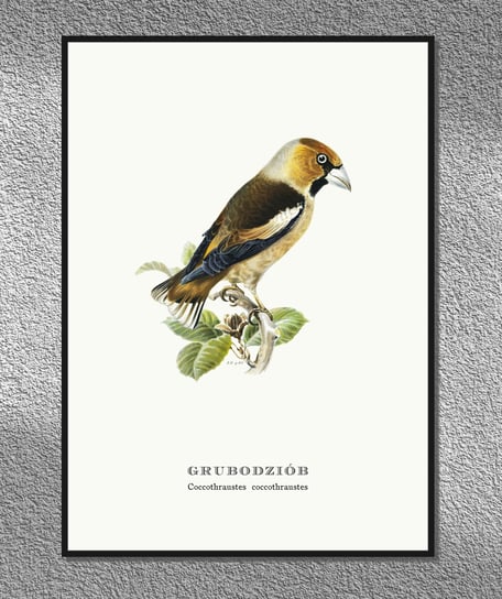 Plakat Grubodziób, ptaki Polski, grafika ze starego atlasu ptaków 21x30 cm (A4) / DodoPrint Dodoprint