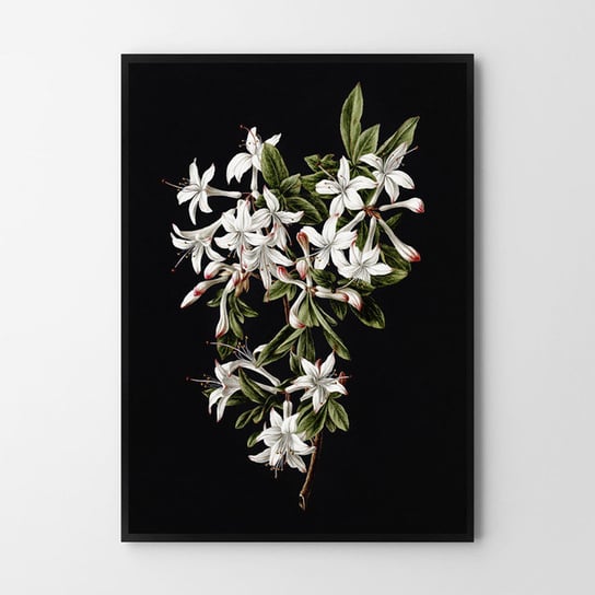Plakat HOG STUDIO Black Flower, A2, 42x59,4 cm Hog Studio