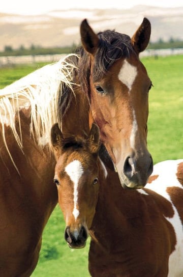 plakat HORSES - MARE AND FOAL GB eye