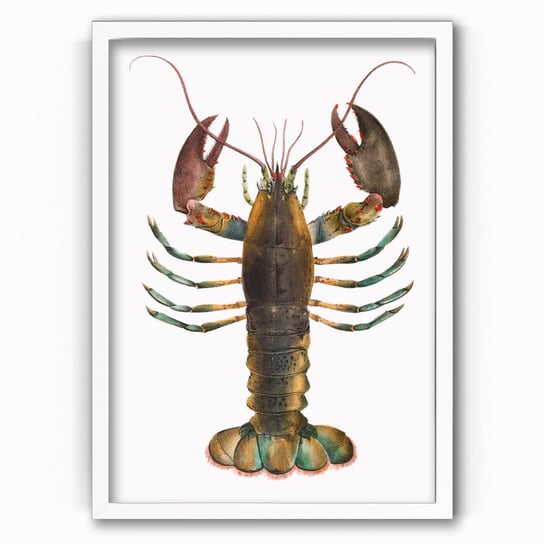 Plakat IKKUNASHOP,  American Lobster 20x30 Biała ramka IkkunaShop