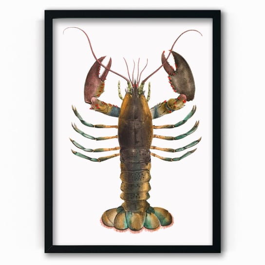 Plakat IKKUNASHOP,  American Lobster 20x30 Czarna ramka IkkunaShop