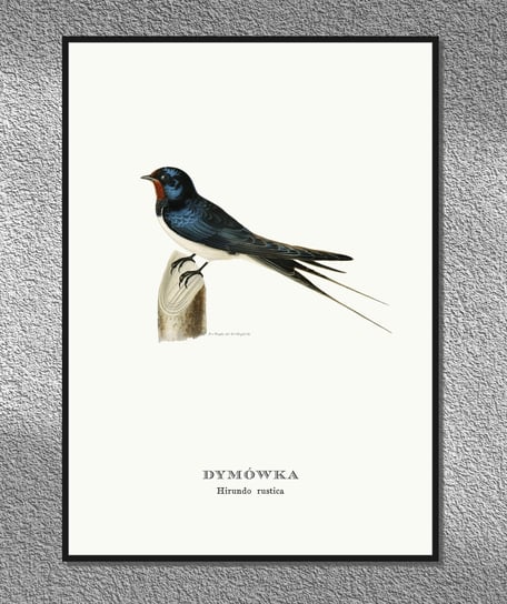 Plakat Jaskółka dymówka, ptaki Polski, grafika ze starego atlasu ptaków 21x30 cm (A4) / DodoPrint Dodoprint