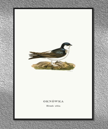 Plakat Jaskółka oknówka, ptaki Polski, grafika ze starego atlasu ptaków 21x30 cm (A4) / DodoPrint Dodoprint