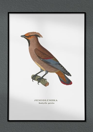 Plakat Jemiołuszka, ptaki Polski, grafika ze starego atlasu ptaków 21x30 cm (A4) / DodoPrint Dodoprint