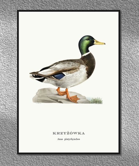 Plakat Kaczka krzyżówka, ptaki Polski, grafika ze starego atlasu ptaków 21x30 cm (A4) / DodoPrint Dodoprint