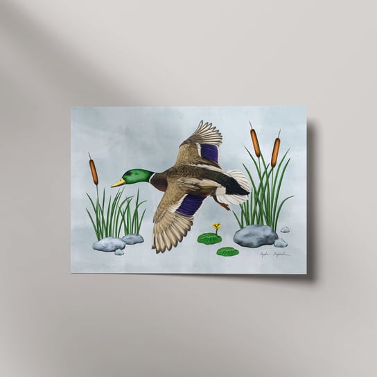 Plakat Kaczka krzyżówka w locie 30x40 cm, ilustracja ptaki wodne, tukanmedia, autorski plakat, druk cyfrowy TukanMedia