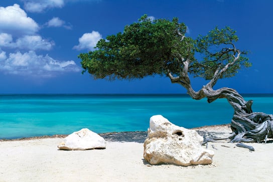 Plakat, Karaiby - Drzewo Divi Divi - Piękna Plaża, 91,5x61 cm GB eye