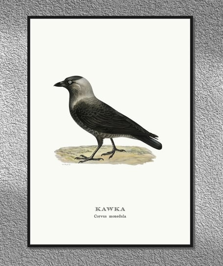 Plakat Kawka, ptaki Polski, grafika ze starego atlasu ptaków 30x40 (A3) / DodoPrint Dodoprint