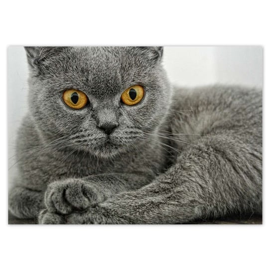 Plakat Kot brytyjski krótkowłosy, 100x70 cm ZeSmakiem