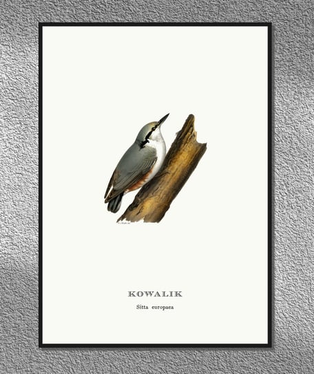 Plakat Kowalik, ptaki Polski, grafika ze starego atlasu ptaków 21x30 cm (A4) / DodoPrint Dodoprint