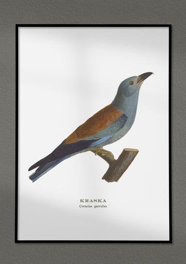 Plakat Kraska, ptaki Polski, grafika ze starego atlasu ptaków 21x30 cm (A4) / DodoPrint Dodoprint