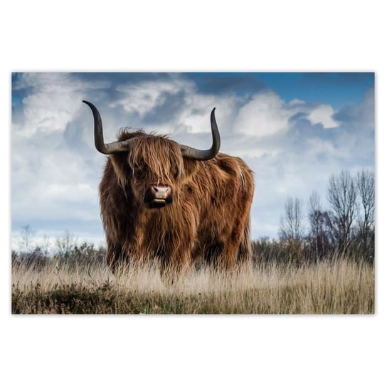 Plakat Krowa szkocka wyżynna, 60x40 cm ZeSmakiem