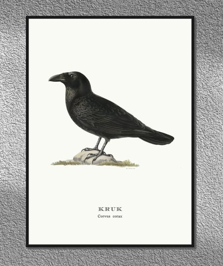 Plakat Kruk, ptaki Polski, grafika ze starego atlasu ptaków 30x40 (A3) / DodoPrint Dodoprint