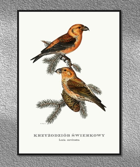 Plakat Krzyżodziób świerkowy, ptaki Polski, grafika ze starego atlasu ptaków 21x30 cm (A4) / DodoPrint Dodoprint