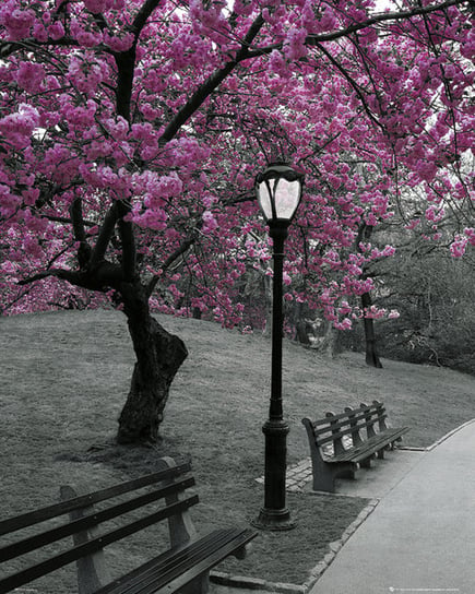 Plakat, Kwitnące Wiśnie Central Park Nowy Jork, 40x50 cm Inny producent