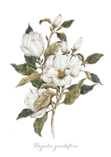 Plakat, Magnolia, 29,7x42 cm Katarzyna Stróżyńska Goraj