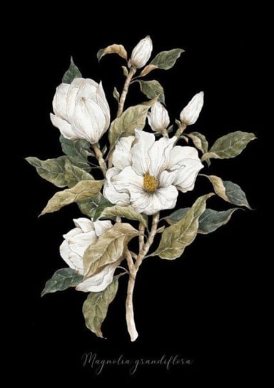 Plakat, Magnolia Vintage, 29,7x42 cm Katarzyna Stróżyńska Goraj