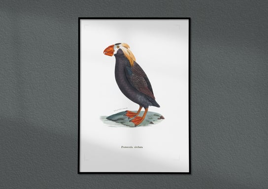 Plakat Maskonur, ptaki Polski, grafika ze starego atlasu ptaków 30x40 (A3) / DodoPrint Dodoprint