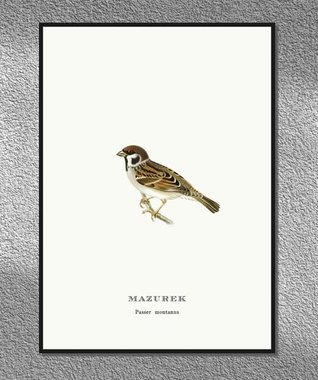 Plakat Mazurek, ptaki Polski, grafika ze starego atlasu ptaków 21x30 cm (A4) / DodoPrint Dodoprint