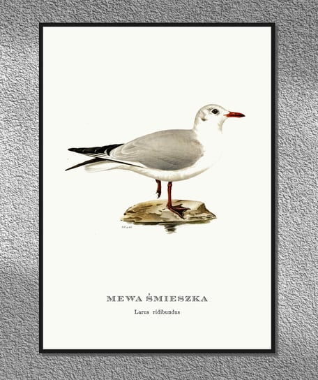 Plakat Mewa Śmieszka, ptaki Polski, grafika ze starego atlasu ptaków 21x30 cm cm (A4) / DodoPrint Dodoprint