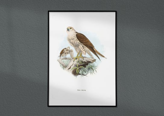 Plakat młody Raróg, ptaki Polski, grafika ze starego atlasu ptaków 30x40 (A3) / DodoPrint Dodoprint