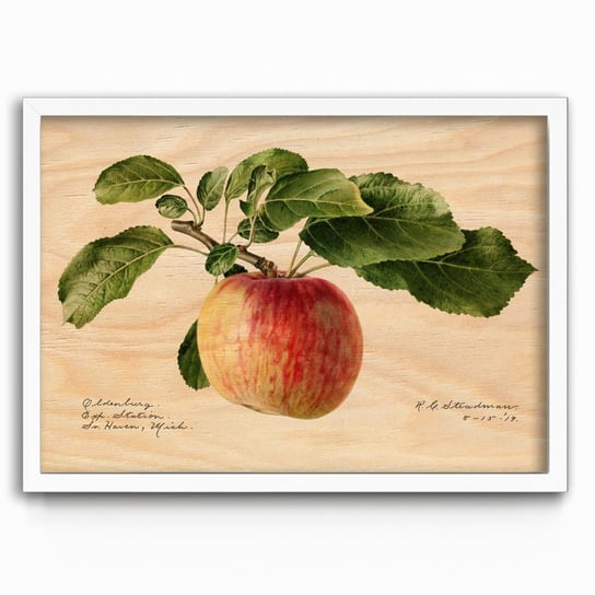 Plakat na drewnie Apple 1919 by Royal Charles Steadman 20x30 Biala ramka / IkkunaShop IkkunaShop