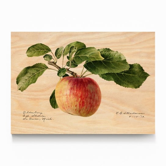 Plakat na drewnie Apple 1919 by Royal Charles Steadman 20x30 / IkkunaShop IkkunaShop