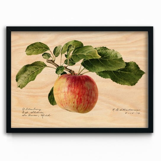 Plakat na drewnie Apple 1919 by Royal Charles Steadman 40x60 Czarna ramka / IkkunaShop IkkunaShop