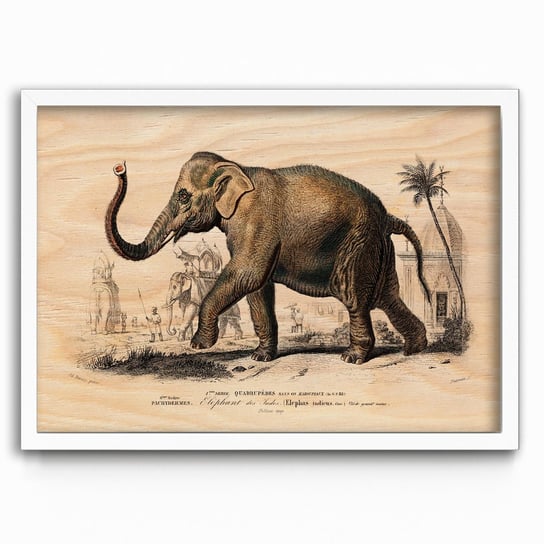 Plakat na drewnie Asiatic elephant by Charles Dessalines D’Orbigny 20x30 Biala ramka / IkkunaShop IkkunaShop