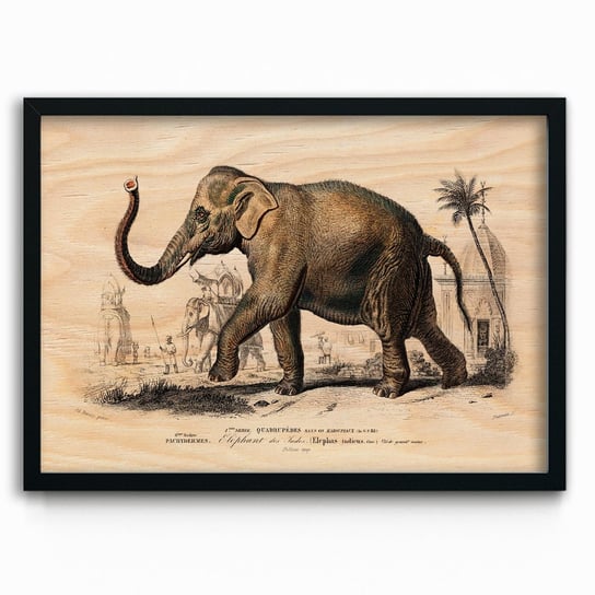 Plakat na drewnie Asiatic elephant by Charles Dessalines D’Orbigny 30x40 Czarna ramka / IkkunaShop IkkunaShop
