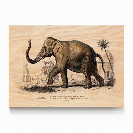 Plakat na drewnie Asiatic elephant by Charles Dessalines D’Orbigny 40x60 / IkkunaShop IkkunaShop