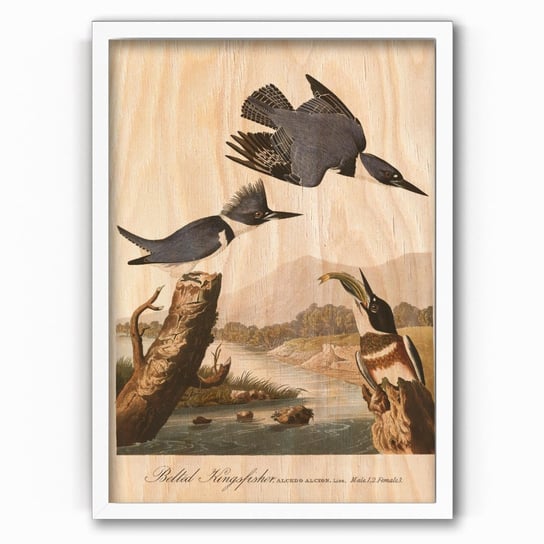 Plakat na drewnie Audubon Belted-Kingfishert 30x40 Biala ramka / IkkunaShop IkkunaShop