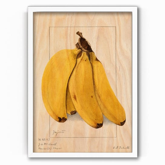 Plakat na drewnie Bananas 1904 by Ellen Isham Schutt 20x30 Biala ramka / IkkunaShop IkkunaShop