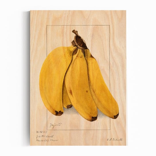 Plakat na drewnie Bananas 1904 by Ellen Isham Schutt 40x60 / IkkunaShop IkkunaShop