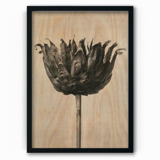 Plakat na drewnie Centaurea Ruthenica 30x40 Czarna ramka / IkkunaShop IkkunaShop