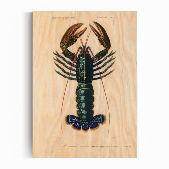 Plakat na drewnie Crimson Crawfish by Charles Dessalines D'Orbigny 40x60 / IkkunaShop IkkunaShop