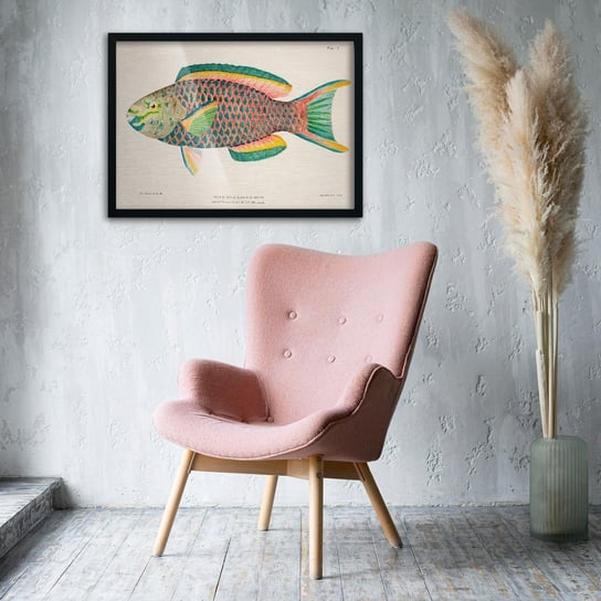 Plakat na metalu Antique Tropical Fish Queen Parrot by Henry Baldwin 1899 20x30 Czarna ramka / IkkunaShop IkkunaShop