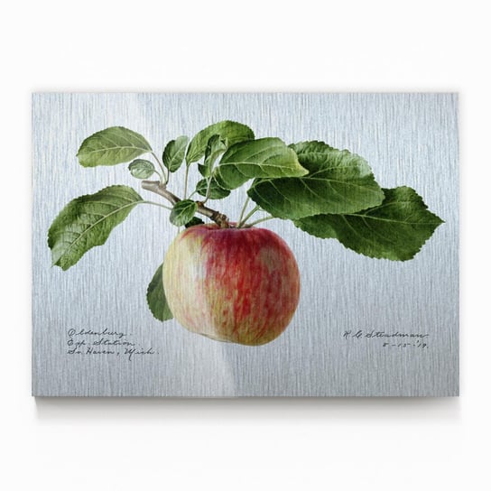 Plakat na metalu Apple 1919 by Royal Charles Steadman 40x60 / IkkunaShop IkkunaShop