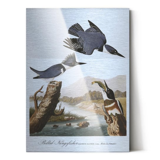 Plakat na metalu Audubon Belted-Kingfishert 40x60 / IkkunaShop IkkunaShop