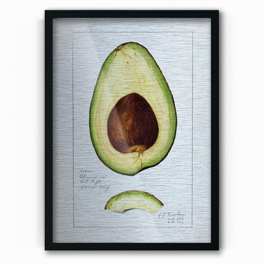 Plakat na metalu Avocado 1916 by Amada Almira Newton 30x40 Czarna ramka / IkkunaShop IkkunaShop