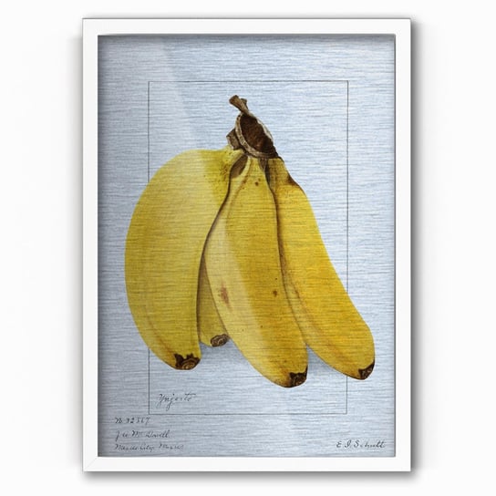 Plakat na metalu Bananas 1904 by Ellen Isham Schutt 30x40 Biala ramka / IkkunaShop IkkunaShop