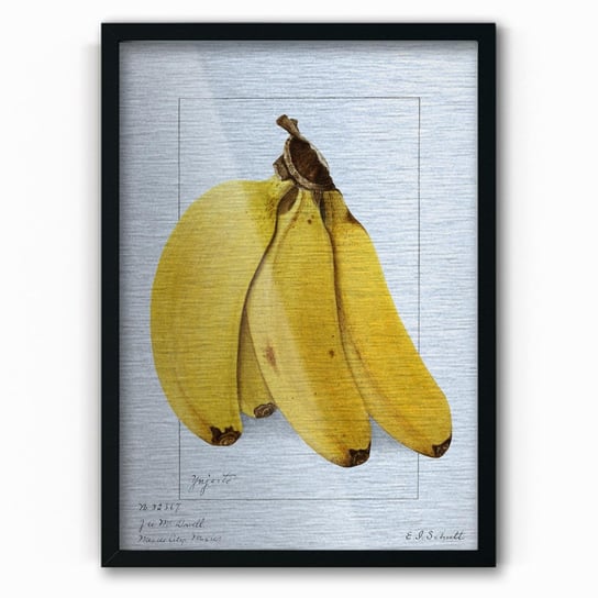 Plakat na metalu Bananas 1904 by Ellen Isham Schutt 40x60 Czarna ramka / IkkunaShop IkkunaShop