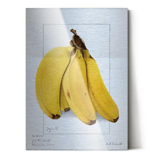 Plakat na metalu Bananas 1904 by Ellen Isham Schutt 40x60 / IkkunaShop IkkunaShop