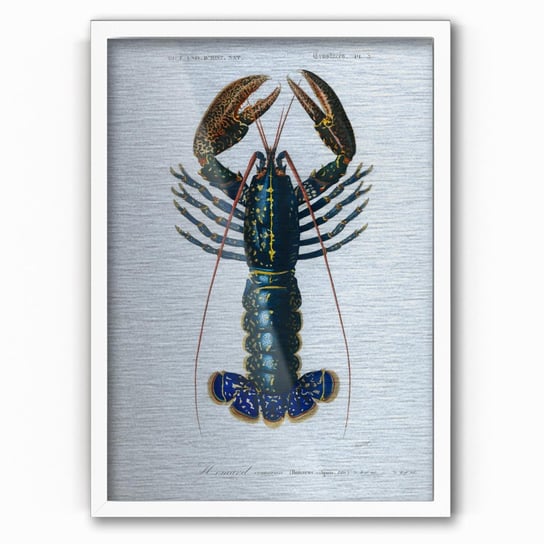 Plakat na metalu Crimson Crawfish by Charles Dessalines D'Orbigny 30x40 Biala ramka / IkkunaShop IkkunaShop