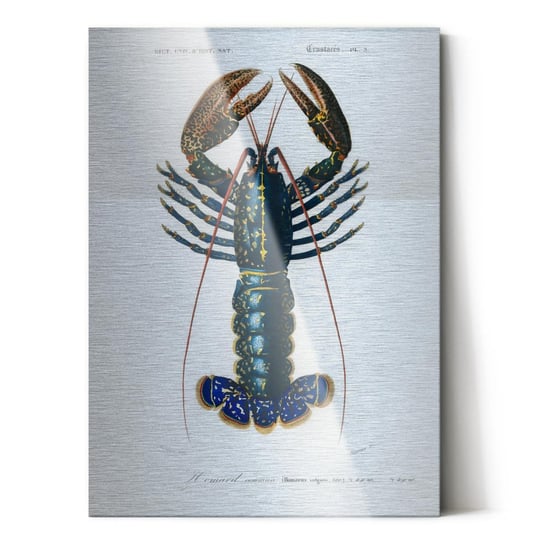 Plakat na metalu Crimson Crawfish by Charles Dessalines D'Orbigny 40x60 / IkkunaShop IkkunaShop