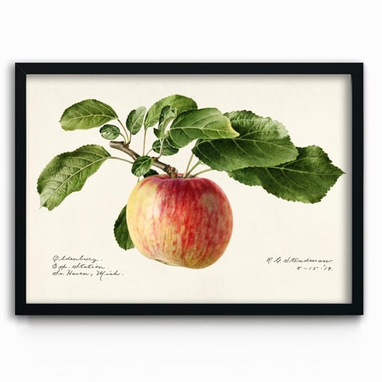 Plakat na papierze Apple 1919 by Royal Charles Steadman 20x30 Czarna ramka / IkkunaShop IkkunaShop